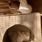 حمام نوري منتج