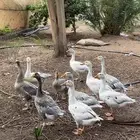 وز صحه ونظافه