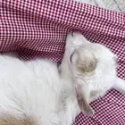 ماعز قزم