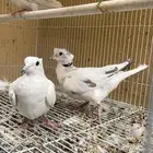 يمام هولندي بوران ذهبي