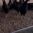 بيض دجاج اسود صك