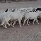 43 راس ضان بفحلها صنف