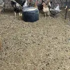 دجاج بياض 13 بديكهن