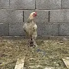 ديك براهما الصحه شرط