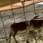 حسيل في 7 شهور بلدي