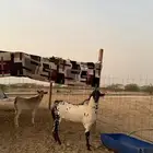 تيس بيشي امرخ