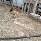 دجاج بلدي