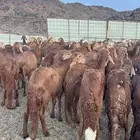 سواكن جذعان مرابي تربيه بريه ( راجع التقييم )