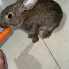 للبيع ارنب