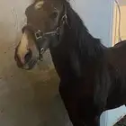 للبيع حصان شعبي