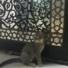 قط سكوتش لا البيع