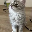 كيتن ذكر شيرازي للبيع