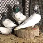 حمام باكستاني