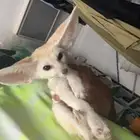 ثعلب فنك فوكس