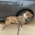 بيتبول انثى