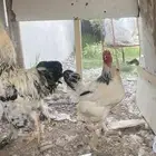 دجاج برهان
