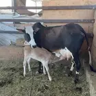 بقره ناتج
