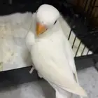 فرخ البينو روز