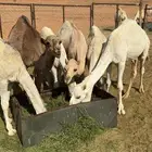 ثلاث حشو طيبات
