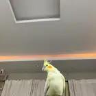 كروان هدد خارجي