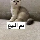 قطط سكوتش تربل فولد وبرتش