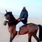 حصان شعبي