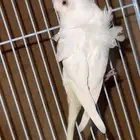 بادجي هوقو مميز للبيع  Premium Hugoo Budgie for Sale