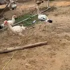 دجاج فارسي على باكستاني