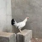 فروجه بلديه تم البيع