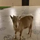 ماعز القزم