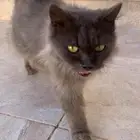قطه