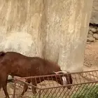 فحل أدهم ارتفاع 4 بلكات ومد