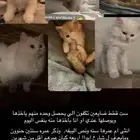 قطط ضايعين