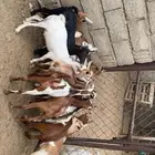 تيوس وعنقان حص