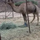 بعير للبيع