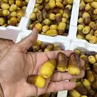 توفر رطب برني ممتاز