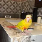 كنيور صن شيك اليف وهدد