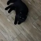 قطط