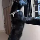 كلب مالينو للبيع مستورد بلجيكي اسود اقوى خطوط الدم