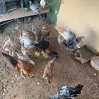 فروج للبيع