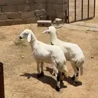 رخلين كفو للبيع