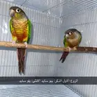 (3) ازواج كنيور