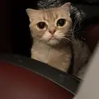 قط برتش شورت هير للبيع مامعه اغراض