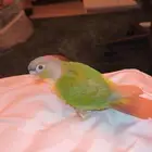 للبيع عصفور كنيور اليف جدا ولعوب وصحته ممتازه