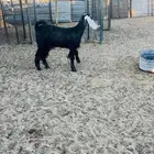 جفره ذبيحه مقفله