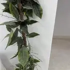 بيع