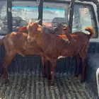 تيوس حص