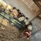 ذبائح خرفان نعيمي