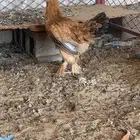 فراريج براهما