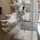 حريات ذبايح وخلفات